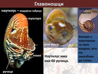 Главоношци
наутилус – индијска лађица
левак
усни отвор
ручице
љуштура
љуштура -
пресек
Коморе у
љуштурици
су пуне
ваздуха, што
му
омогућава
да плови
Наутилус има
око 60 ручица.
 