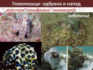 Главоношци- одбрана и напад
лигња
„мајстори“камуфлаже - мимикрија
хоботнице
 
