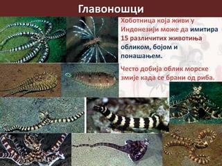 Главоношци
Хоботница која живи у
Индонезији може да имитира
15 различитих животиња
обликом, бојом и
понашањем.
Често добија облик морске
змије када се брани од риба.
 