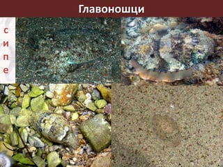 Главоношци
лигња
с
и
п
е
 