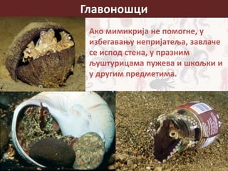 Главоношци
Ако мимикрија не помогне, у
избегавању непријатеља, завлаче
се испод стена, у празним
љуштурицама пужева и шкољки и
у другим предметима.
 