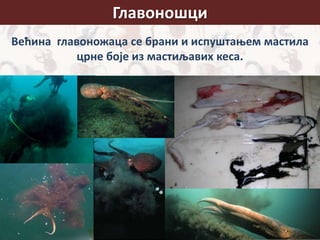Главоношци
Већина главоножаца се брани и испуштањем мастила
црне боје из мастиљавих кеса.
 