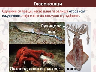 Главоношци
Одлични су ловци, често плен паралишу отровном
пљувачком, која може да послужи и у одбрани.
Октопод лови из заседе лигња
Ручице за
лов
 