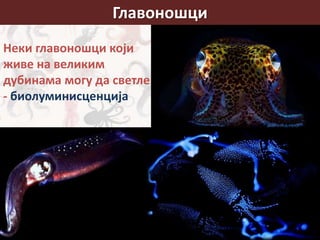 Главоношци
Неки главоношци који
живе на великим
дубинама могу да светле
- биолуминисценција
 