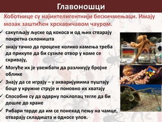 Главоношци
Хоботнице су најинтелигентнији бескичмењаци. Имају
мозак заштићен хрскавичавом чауром.
 сакупљају љуске од кокоса и од њих стварају
покретна склоништа
 знају тачно да процене колико камења треба
да прикупе да би сузиле отвор у коме се
скривају,
 Могуће их је увежбати да разликују бројне
облике
 Знају да се играју – у акваријумима пуштају
боце у кружне струје и поновно их хватају
 Способне су да одврну поклопац тегле да би
дошле до хране
 Рибари тврде да им се понекад пењу на чамце,
отварају складишта и односе улов.
 