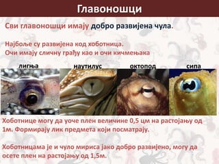 Главоношци
Сви главоношци имају добро развијена чула.
Најбоље су развијена код хоботница.
Очи имају сличну грађу као и очи кичмењака
лигња наутилус октопод сипа
Хоботнице могу да уоче плен величине 0,5 цм на растојању од
1м. Формирају лик предмета који посматрају.
Хоботницама је и чуло мириса јако добро развијено, могу да
осете плен на растојању од 1,5м.
 