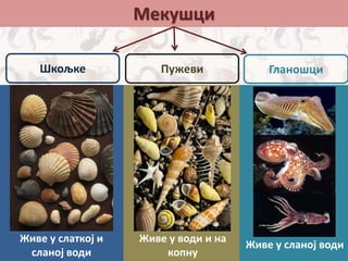 Мекушци
ГланошциШкољке
Живе у слаткој и
сланој води
Пужеви
Живе у води и на
копну
Живе у сланој води
 