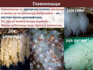 Главоношци
Главоношци су одвојених полова, мужјаци
и женке се не разликују међусобно – не
постоји полни диморфизам.
Из јаја се излегу младе јединке.
Женке хоботница воде бригу о потомству.
јаја
октопода
јаја сипе
јаја лигње
 