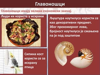 Главоношци
Главоношци имају велики економски значај.
Људи их користе у исхрани
Сипина кост
користи се за
исхрану
птица
Љуштура наутилуса користи се
као декоративни предмет.
Због прекомерног лова,
бројност наутилуса је смањена
па је под заштитом
 