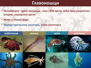 Малобројна група мекушца – око 1200 врста, већи број рецентних
(старих, изумрлих) врсти
Живе у сланој води
Немају кречњачку љуштуру, осим наутилуса
Главоношци
сипехоботнице лигње наутилус
 