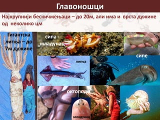 Најкрупнији бескичмењаци – до 20м, али има и врста дужине
од неколико цм
Главоношци
Гигантска
лигња – до
7м дужине
октоподи
младунац
сипе
лигња
сипа -
младунац
 