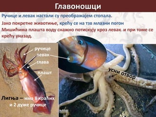 Јако покретне животиње, крећу се на тзв млазни погон
Главоношци
плашт
глава
ручице
левак
Ручице и левак настали су преображајем стопала.
Мишићима плашта воду снажно потискују кроз левак и при томе се
крећу уназад.
Лигња – има 8 краћих
и 2 дуже ручице
 