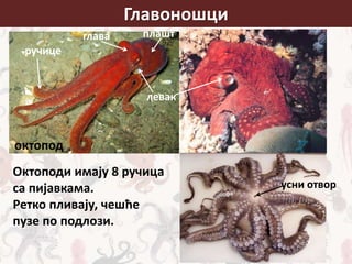 Главоношци
плаштглава
ручице
левак
октопод
Октоподи имају 8 ручица
са пијавкама.
Ретко пливају, чешће
пузе по подлози.
усни отвор
 