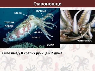 Главоношци
плашт
глава
ручице
левак
усни отвор
трупно
пераје
Сипе имају 8 краћих ручица и 2 дуже
сипа
 