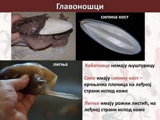 Главоношци
сипина кост
лигња Хоботнице немају љуштурицу
Сипе имају сипину кост –
крчњачка плочица на леђној
страни испод коже
Лигње имају рожни листић, на
леђној страни испод коже
 