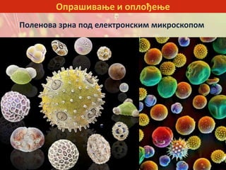 Опрашивање и оплођење
Поленова зрна под електронским микроскопом
 
