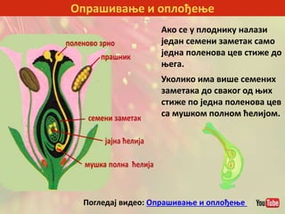 Опрашивање и оплођење
Ако се у плоднику налази
један семени заметак само
једна поленова цев стиже до
њега.
Уколико има више семених
заметака до сваког од њих
стиже по једна поленова цев
са мушком полном ћелијом.
Погледај видео: Опрашивање и оплођење
 