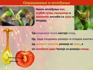 Опрашивање и оплођење
Након оплођења жиг,
стубић тучка, прашници и
крунични листићи се суше и
опадају.
Од плодника тучка настаје плод.
Од зида плодника развија се плодов омотач,
од семеног заметка развија се семе, а
из оплођене јајне ћелије се развија клица.
 