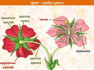 Цвет - грађа цвета
крунични
листић
цветна
дршка
прашник
тучакчашични
листић
цветна
ложа
 