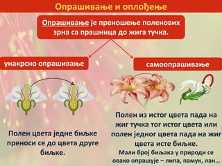 Опрашивање и оплођење
Опрашивање је преношење поленових
зрна са прашница до жига тучка.
унакрсно опрашивање самоопрашивање
Полен цвета једне биљке
преноси се до цвета друге
биљке.
Полен из истог цвета пада на
жиг тучка тог истог цвета или
полен једног цвета пада на жиг
цвета исте биљке.
Мали број биљака у природи се
овако опрашује – липа, памук, лан…
 
