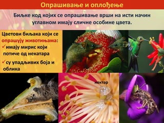 Опрашивање и оплођење
Биљке код којих се опрашивање врши на исти начин
углавном имају сличне особине цвета.
Цветови биљака који се
опрашују животињама:
имају мирис који
потиче од некатара
су упадљивих боја и
облика
нектар
 