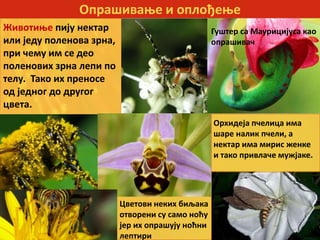 Опрашивање и оплођење
Животиње пију нектар
или једу поленова зрна,
при чему им се део
поленових зрна лепи по
телу. Тако их преносе
од једног до другог
цвета.
Цветови неких биљака
отворени су само ноћу
јер их опрашују ноћни
лептири
Гуштер са Маурицијуса као
опрашивач
Орхидеја пчелица има
шаре налик пчели, а
нектар има мирис женке
и тако привлаче мужјаке.
 