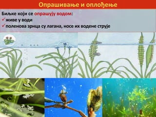 Опрашивање и оплођење
Биљке који се опрашују водом:
живе у води
поленова зрнца су лагана, носе их водене струје
 