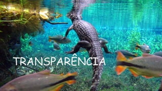 TRANSPARÊNCIA
 