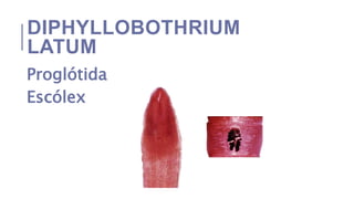 DIPHYLLOBOTHRIUM
LATUM
Proglótida
Escólex
 