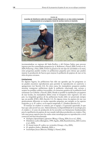 Manejo de las pesquerías de pepino de mar con un enfoque ecosistémico138
incrementándose en regiones del Indo-Pacífico y del Océano Índico para proveer
ingresos para las comunidades pesqueras (p. ej. Robinson y Pascal, 2009; Lavitra et al.,
2009; Pickering y Hair, 2008). Si bien la ganancia de este tipo de actividades es la meta,
estos programas pueden resultar en poblaciones pequeñas pero densas que pueden
mejorar la producción de huevos para mejorar la población de pepinos de mar en los
sitios de pesca cercanos.
Limitaciones
En algunos lugares, las poblaciones han sido tan agotadas que los programas ya
no pueden encontrar reproductores para permitir la reproducción en cautiverio o
agregaciones (ver Sección 2.4). En estos casos, los manejadores pesqueros pueden
necesitar transportar poblaciones desde la población relacionada más cercana y
aceptar los posibles cambios irreversibles a la estructura genética de la población local
remanente (ver Uthicke y Purcell, 2004). Donde es posible la repoblación con pepinos
de mar locales, los manejadores deben evitar el transporte inter regional o de otro
país. La integridad genética de las poblaciones locales debe ser preservada siempre
que sea posible (FAO, 2003; Sección 3.1). En algunas áreas, los pepinos de mar son
genéticamente diferentes en escalas espaciales pequeñas: por ejemplo en las especies
tropicales, p. ej. H. scabra y en la especie temperada, C. frondosa (Sección 2.1).
El manejar un criadero es costoso, por el equipo y el personal capacitado, lo que
hace que cada juvenil sea caro. Adicionalmente, la disponibilidad de la tecnología para
el criadero y el costo de producción de los juveniles son limitaciones fundamentales
para la repoblación de pepinos de mar usando individuos producidos en criadero. Hay
solo unas pocas especies para las cuales existe tecnología para su reproducción a nivel
comercial está bien documentada:
•	 Stichopus (Apostichopus) japonicus (Wang y Cheng, 2004; Liu et al., 2004),
•	 Holothuria scabra (Battaglene, 1999; Agudo, 2006; Rasolofonirina, 2007; Lavitra
et al., 2009),
•	 H. lessoni (antes H. scabra var. versicolor; Giraspy e Ivy, 2005),
•	 H. spinifera (Asha y Muthiah, 2005), y
•	 Isostichopus fuscus (Mercier, Hidalgo y Hamel, 2004).
Figura 40
Juveniles de Holothuria scabra de criadero siendo liberados en un área costera manejada
exclusivamente en un programa inicial de rancheo marino en Australia
Fotos:B.Giraspy
 