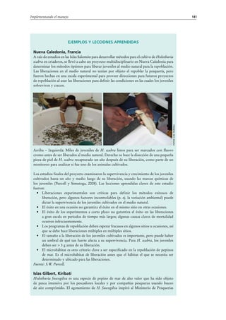 141Implementando el manejo
Ejemplos y lecciones aprendidas
Nueva Caledonia, Francia
A raíz de estudios en las Islas Salomón para desarrollar métodos para el cultivo de Holothuria
scabra en criaderos, se llevó a cabo un proyecto multidisciplinario en Nueva Caledonia para
determinar los métodos óptimos para liberar juveniles al medio natural para la repoblación.
Las liberaciones en el medio natural no tenían por objeto el repoblar la pesquería, pero
fueron hechas en una escala experimental para proveer direcciones para futuros proyectos
de repoblación al usar las liberaciones para definir las condiciones en las cuales los juveniles
sobreviven y crecen.
Arriba – Izquierda: Miles de juveniles de H. scabra listos para ser marcados con fluoro
cromo antes de ser liberados al medio natural. Derecha: se hace la disección de una pequeña
pieza de piel de H. scabra recapturado un año después de su liberación, como parte de un
monitoreo para analizar si fue uno de los animales cultivados.
Los estudios finales del proyecto examinaron la supervivencia y crecimiento de los juveniles
cultivados hasta un año y medio luego de su liberación, usando las marcas químicas de
los juveniles (Purcell y Simutoga, 2008). Las lecciones aprendidas claves de este estudio
fueron:
•	 Liberaciones experimentales son críticas para definir los métodos exitosos de
liberación, pero algunos factores incontrolables (p. ej. la variación ambiental) puede
dictar la supervivencia de los juveniles cultivados en el medio natural.
•	 El éxito en una ocasión no garantiza el éxito en el mismo sitio en otras ocasiones.
•	 El éxito de los experimentos a corto plazo no garantiza el éxito en las liberaciones
a gran escala en periodos de tiempo más largos; algunas causas claves de mortalidad
ocurren infrecuentemente.
•	 Los programas de repoblación deben esperar fracasos en algunos sitios u ocasiones, así
que se debe hace liberaciones múltiples en múltiples sitios.
•	 El tamaño a la liberación de los juveniles cultivados es importante, pero puede haber
un umbral de qué tan fuerte afecta a su supervivencia. Para H. scabra, los juveniles
deben ser > 3 g antes de su liberación.
•	 El microhábitat es otro criterio clave a ser especificado en la repoblación de pepinos
de mar. Es el microhábitat de liberación antes que el hábitat el que se necesita ser
determinado y ubicado para las liberaciones.
Fuente: S.W. Purcell.
Islas Gilbert, Kiribati
Holothuria fuscogilva es una especie de pepino de mar de alto valor que ha sido objeto
de pesca intensiva por los pescadores locales y por compañías pesqueras usando buceo
de aire comprimido. El agotamiento de H. fuscogilva inspiró al Ministerio de Pesquerías
Fotos:S.W.Purcell
 