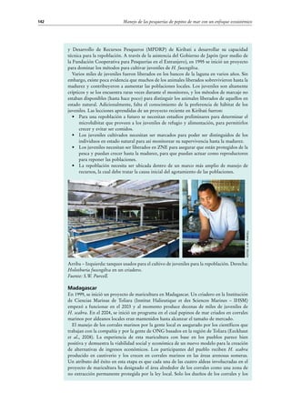 Manejo de las pesquerías de pepino de mar con un enfoque ecosistémico142
y Desarrollo de Recursos Pesqueros (MPDRP) de Kiribati a desarrollar su capacidad
técnica para la repoblación. A través de la asistencia del Gobierno de Japón (por medio de
la Fundación Cooperativa para Pesquerías en el Extranjero), en 1995 se inició un proyecto
para dominar los métodos para cultivar juveniles de H. fuscogilva.
Varios miles de juveniles fueron liberados en los bancos de la laguna en varios años. Sin
embargo, existe poca evidencia que muchos de los animales liberados sobrevivieron hasta la
madurez y contribuyeron a aumentar las poblaciones locales. Los juveniles son altamente
crípticos y se los encuentra raras veces durante el monitoreo, y los métodos de marcaje no
estaban disponibles (hasta hace poco) para distinguir los animales liberados de aquellos en
estado natural. Adicionalmente, falta el conocimiento de la preferencia de hábitat de los
juveniles. Las lecciones aprendidas de un proyecto reciente en Kiribati fueron:
•	 Para una repoblación a futuro se necesitan estudios preliminares para determinar el
microhábitat que proveen a los juveniles de refugio y alimentación, para permitirlos
crecer y evitar ser comidos.
•	 Los juveniles cultivados necesitan ser marcados para poder ser distinguidos de los
individuos en estado natural para así monitorear su supervivencia hasta la madurez.
•	 Los juveniles necesitan ser liberados en ZNE para asegurar que están protegidos de la
pesca y puedan crecer hasta la madurez, para que puedan actuar como reproductores
para reponer las poblaciones.
•	 La repoblación necesita ser ubicada dentro de un marco más amplio de manejo de
recursos, la cual debe tratar la causa inicial del agotamiento de las poblaciones.
Arriba – Izquierda: tanques usados para el cultivo de juveniles para la repoblación. Derecha:
Holothuria fuscogilva en un criadero.
Fuente: S.W. Purcell.
Madagascar
En 1999, se inició un proyecto de maricultura en Madagascar. Un criadero en la Institución
de Ciencias Marinas de Toliara (Institut Halieutique et des Sciences Marines – IHSM)
empezó a funcionar en el 2003 y al momento produce decenas de miles de juveniles de
H. scabra. En el 2004, se inició un programa en el cual pepinos de mar criados en corrales
marinos por aldeanos locales eran mantenidos hasta alcanzar el tamaño de mercado.
El manejo de los corrales marinos por la gente local es asegurado por los científicos que
trabajan con la compañía y por la gente de ONG basados en la región de Toliara (Eeckhaut
et al., 2008). La experiencia de esta maricultura con base en los pueblos parece bien
positiva y demuestra la viabilidad social y económica de un nuevo modelo para la creación
de alternativas de ingresos económicos. Los participantes del pueblo reciben H. scabra
producido en cautiverio y los crecen en corrales marinos en las áreas arenosas someras.
Un atributo del éxito en esta etapa es que cada una de las cuatro aldeas involucradas en el
proyecto de maricultura ha designado el área alrededor de los corrales como una zona de
no extracción permanente protegida por la ley local. Solo los dueños de los corrales y los
Fotos:S.W.Purcell
 