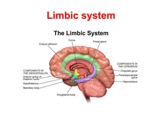 Limbic system
 