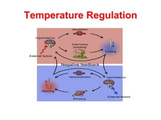 Temperature Regulation
 