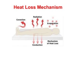 Heat Loss Mechanism
 