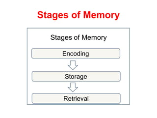 Stages of Memory
 