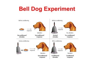 Bell Dog Experiment
 