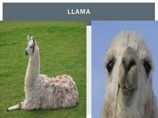 LLAMA
 