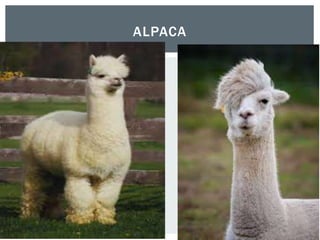ALPACA
 