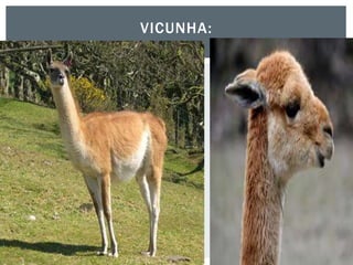 VICUNHA:
 