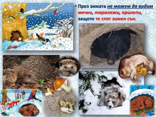 • През зимата не можем да видим
мечки, таралежи, прилепи,
защото те спят зимен сън.
 