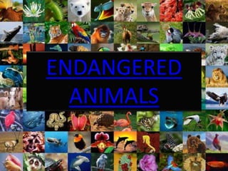ENDANGERED
ANIMALS
 