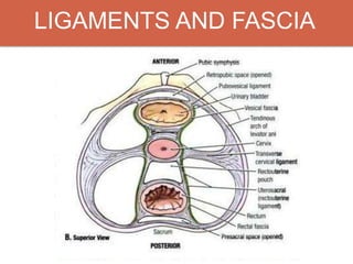 LIGAMENTS AND FASCIA
 