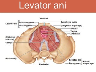 Levator ani
 