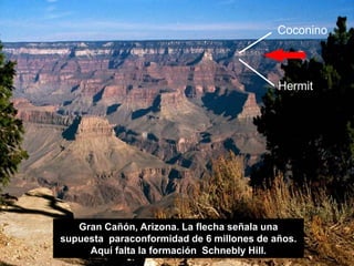 Gran Cañón, Arizona. La flecha señala una
supuesta paraconformidad de 6 millones de años.
Aquí falta la formación Schnebly Hill.
Coconino
Hermit
Hermit
 