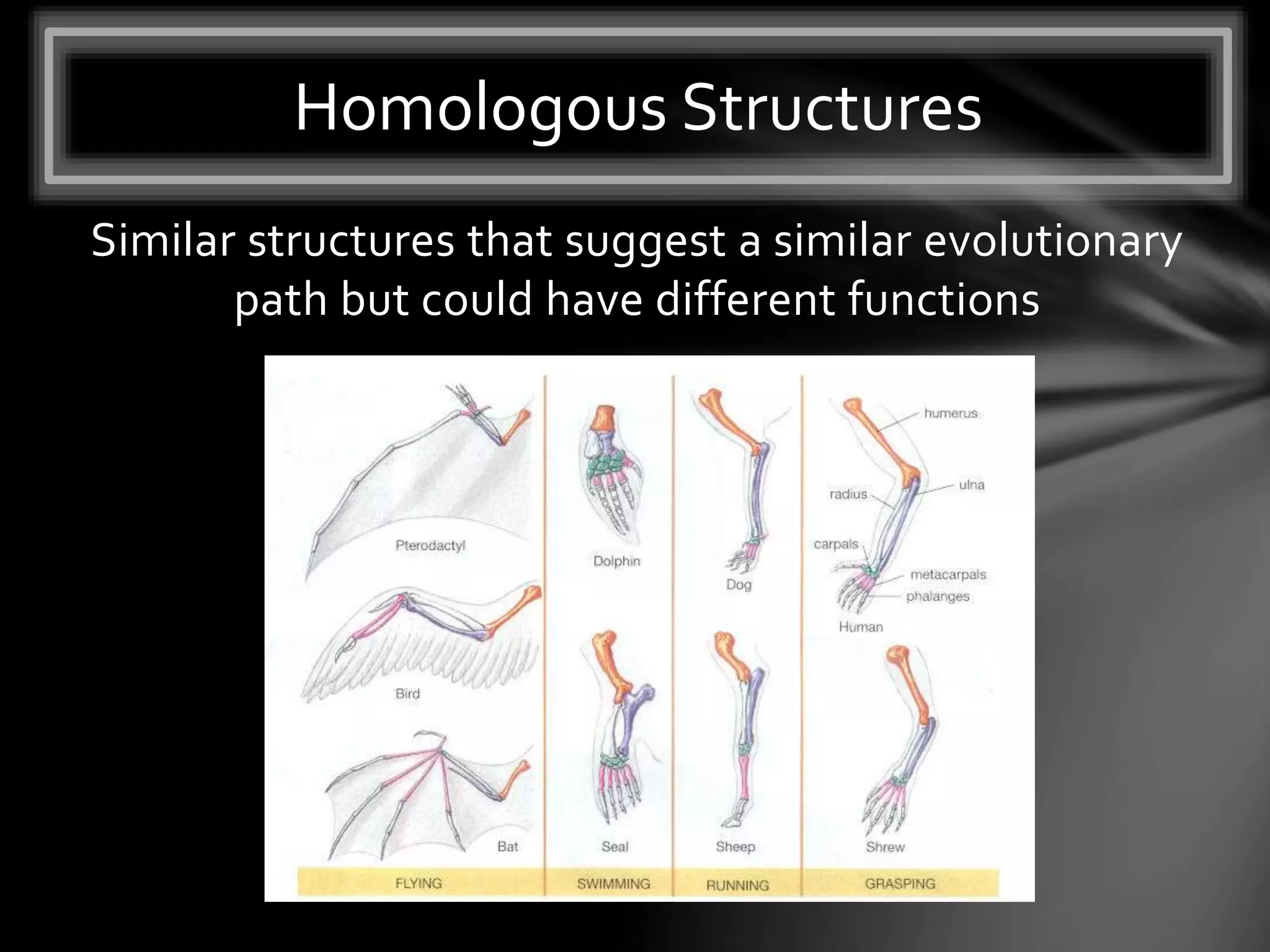 Similar structures that suggest a similar evolutionary
path but could have different functions
Homologous Structures
 