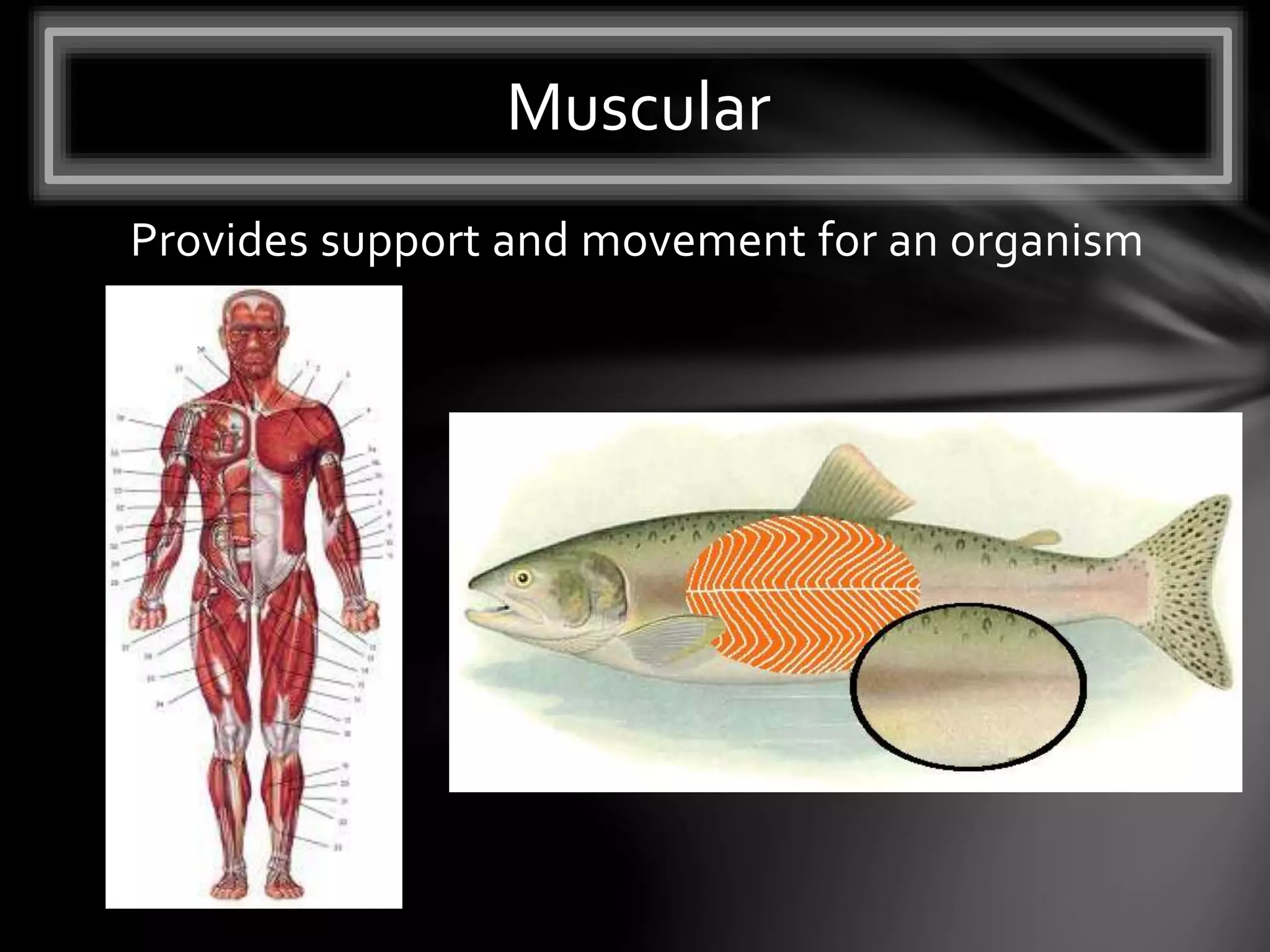 Provides support and movement for an organism
Muscular
 