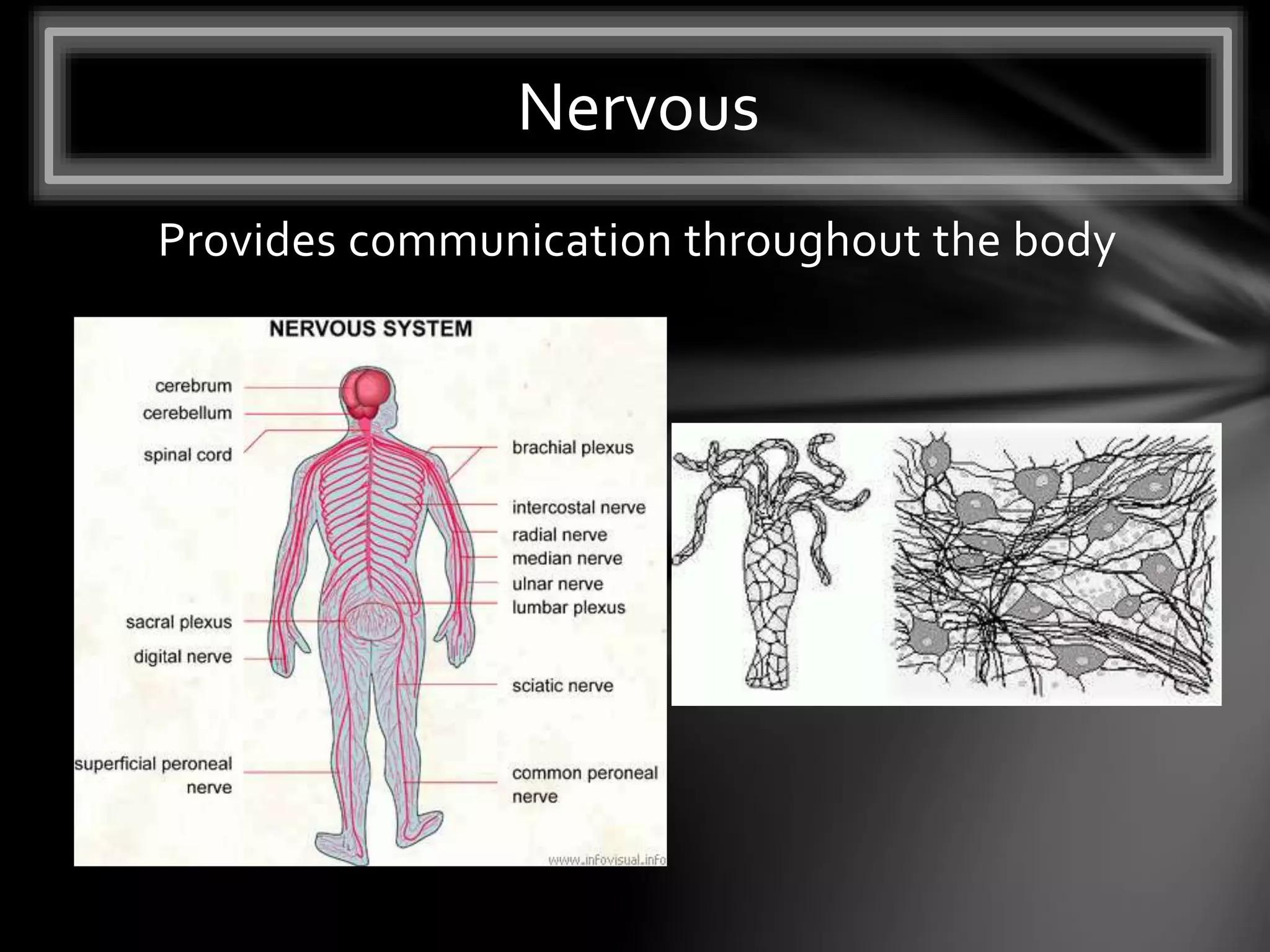 Provides communication throughout the body
Nervous
 