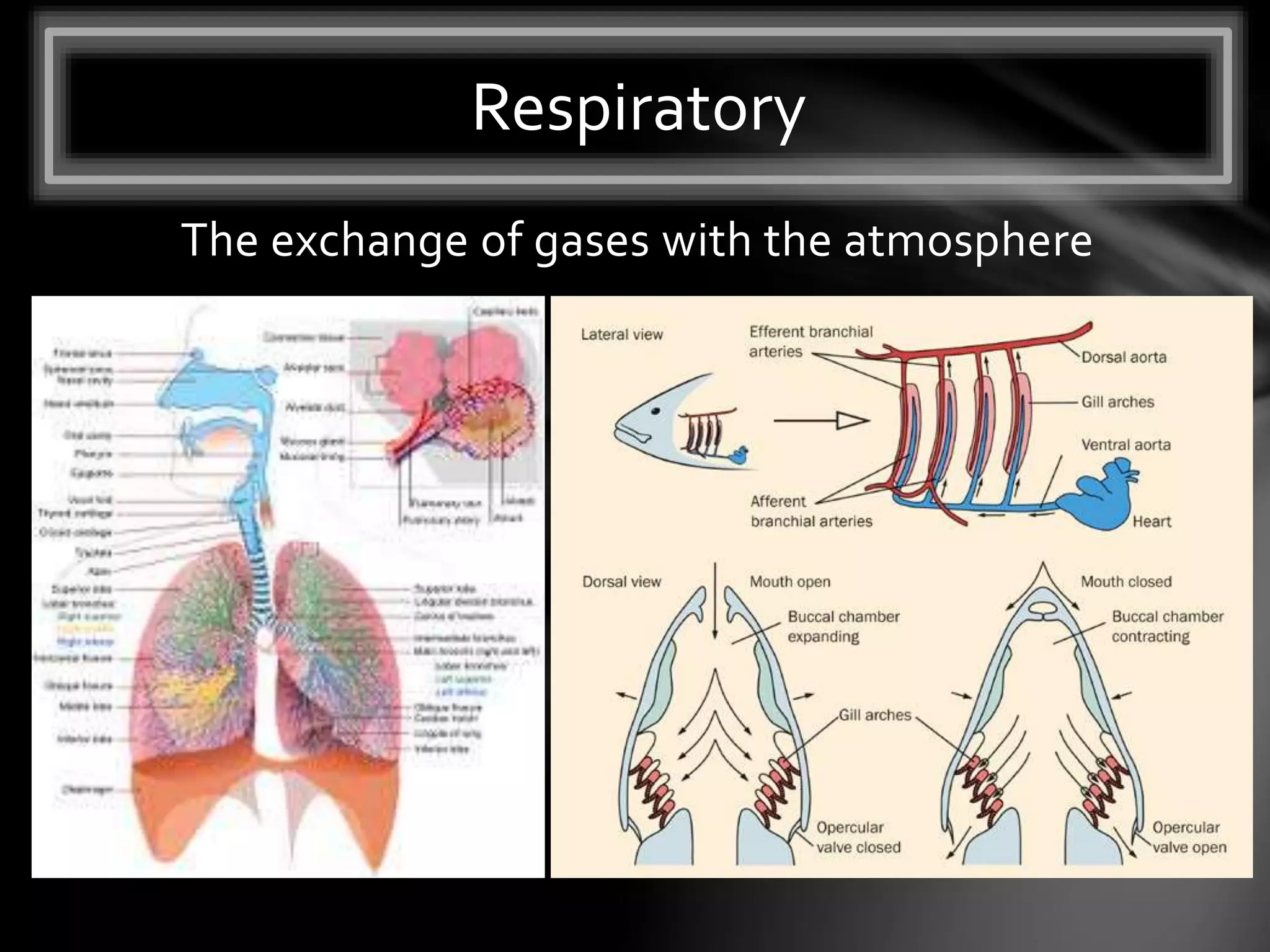 The exchange of gases with the atmosphere
Respiratory
 