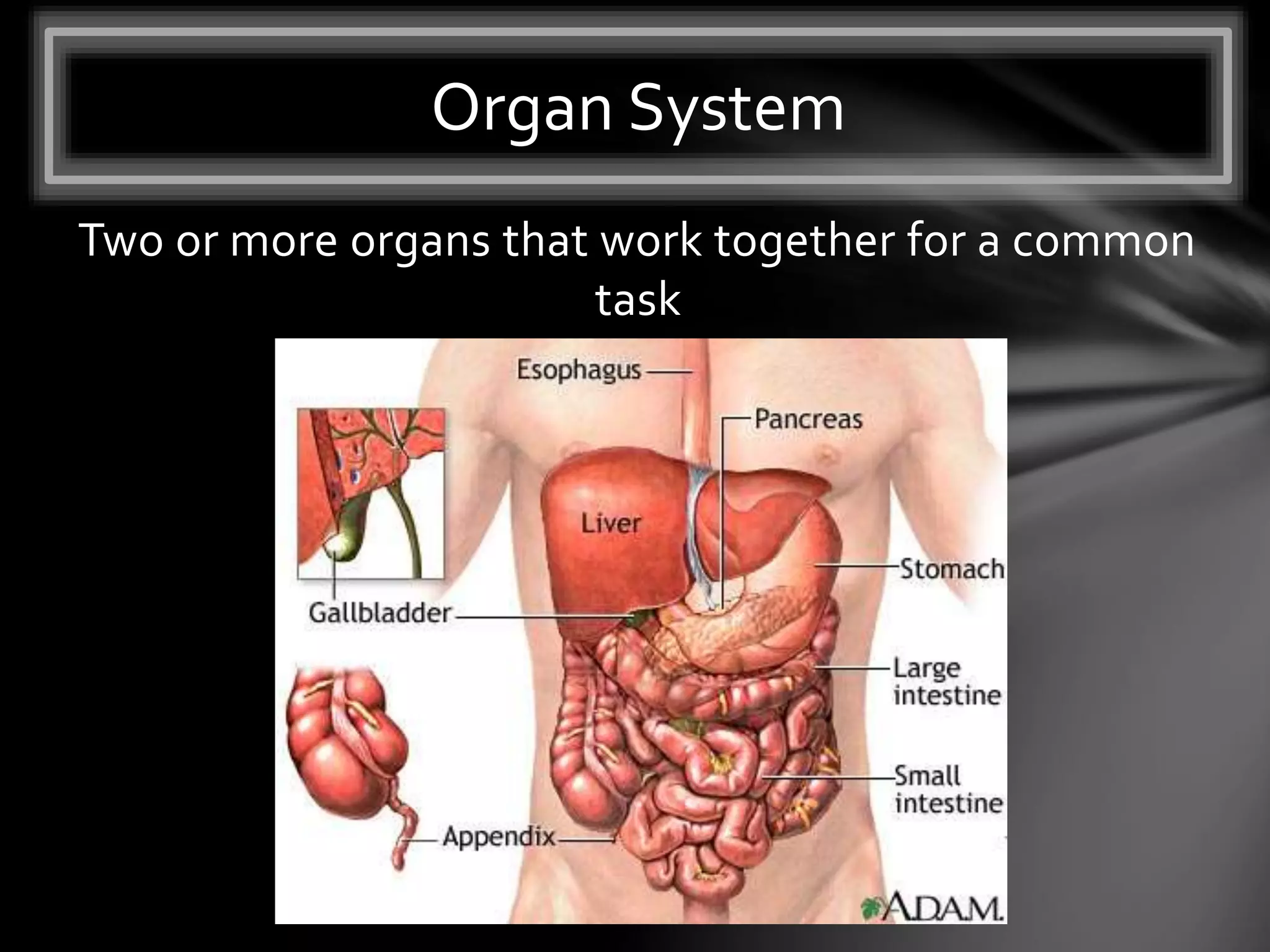 Two or more organs that work together for a common
task
Organ System
 